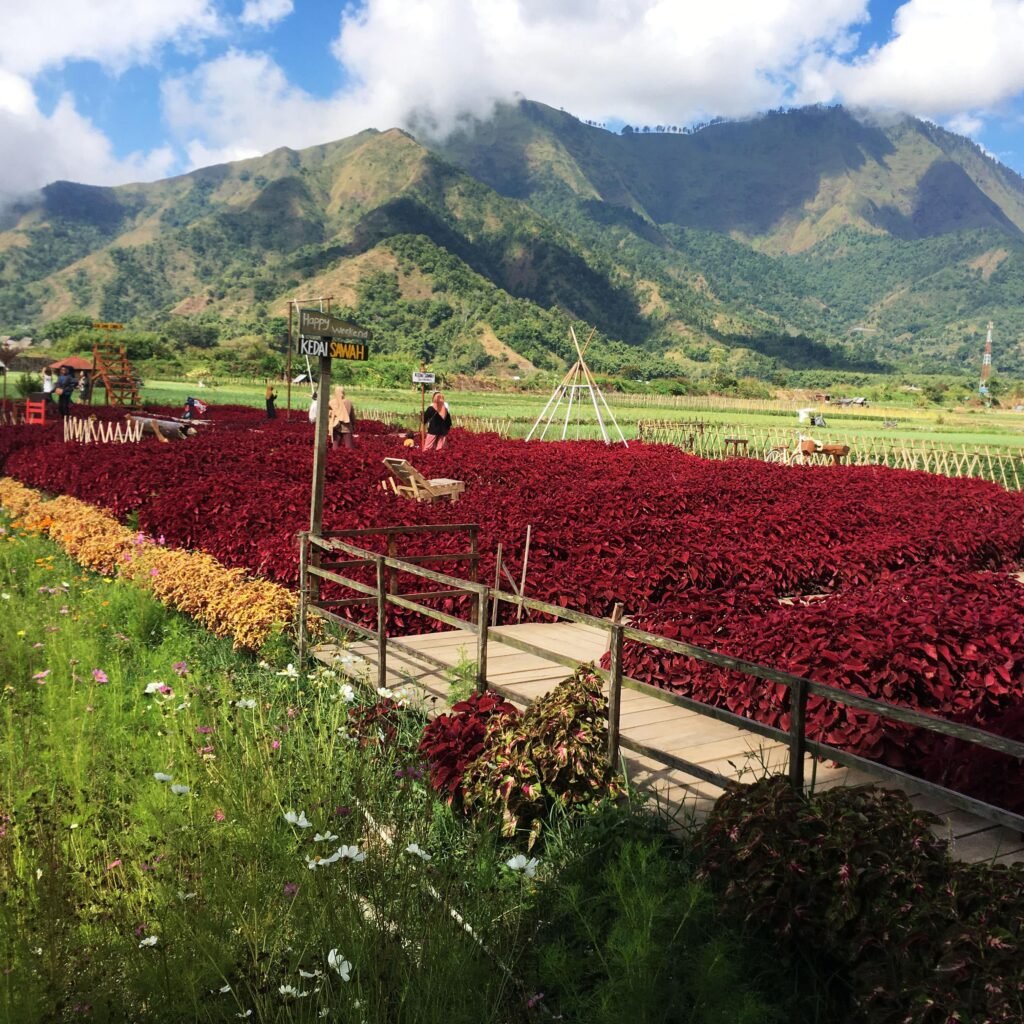 Vibrant flowers adorn the landscape of Sembalun, painting a colorful tapestry in the park