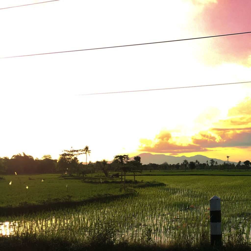 ricefield view arround benang stokel and benang kelambu