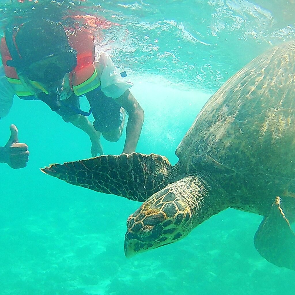 A majestic sea turtle gracefully glides through the crystal-clear waters off the coast of Gili Meno, as a snorkeler watches in awe.