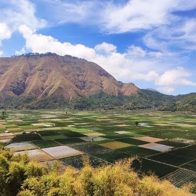 A picturesque strawberry farm in Sembalun, with rows of lush green plants and ripe red strawberries ready for harvest